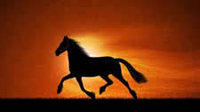 horse sunset